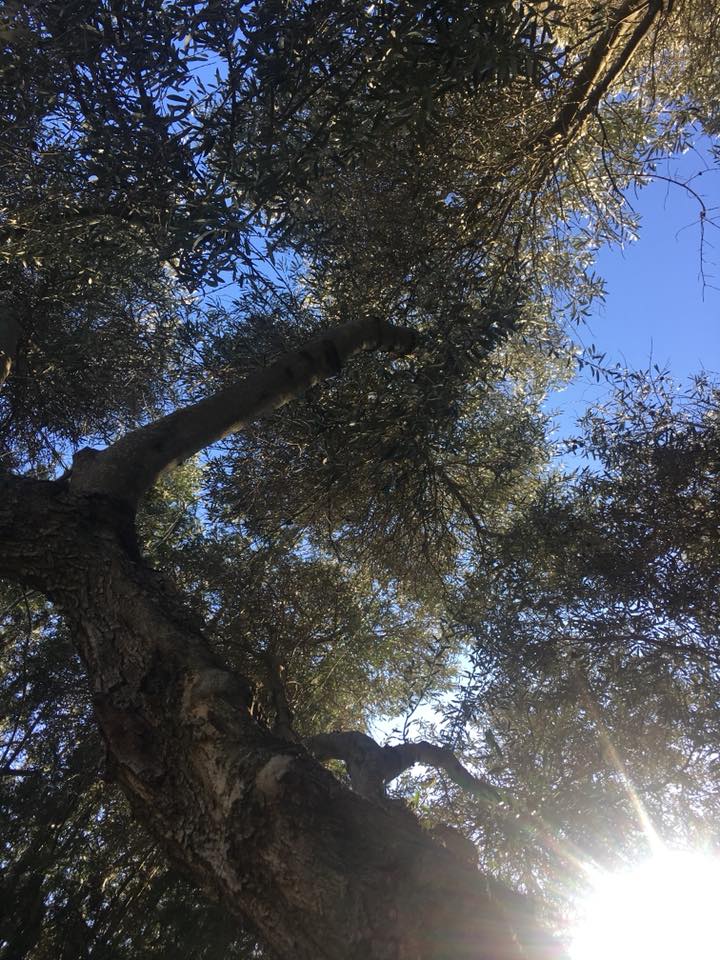 27971762_10215902755702125_3418361587839984182_n