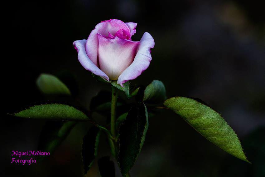 27971873_10215896369542475_6701295408896882855_n