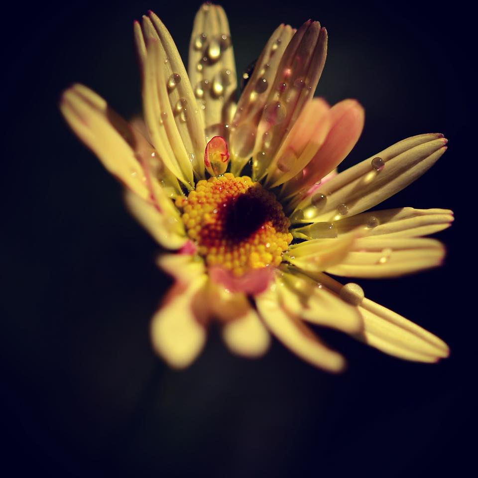 29472539_10216182287890255_2328762629259407079_n