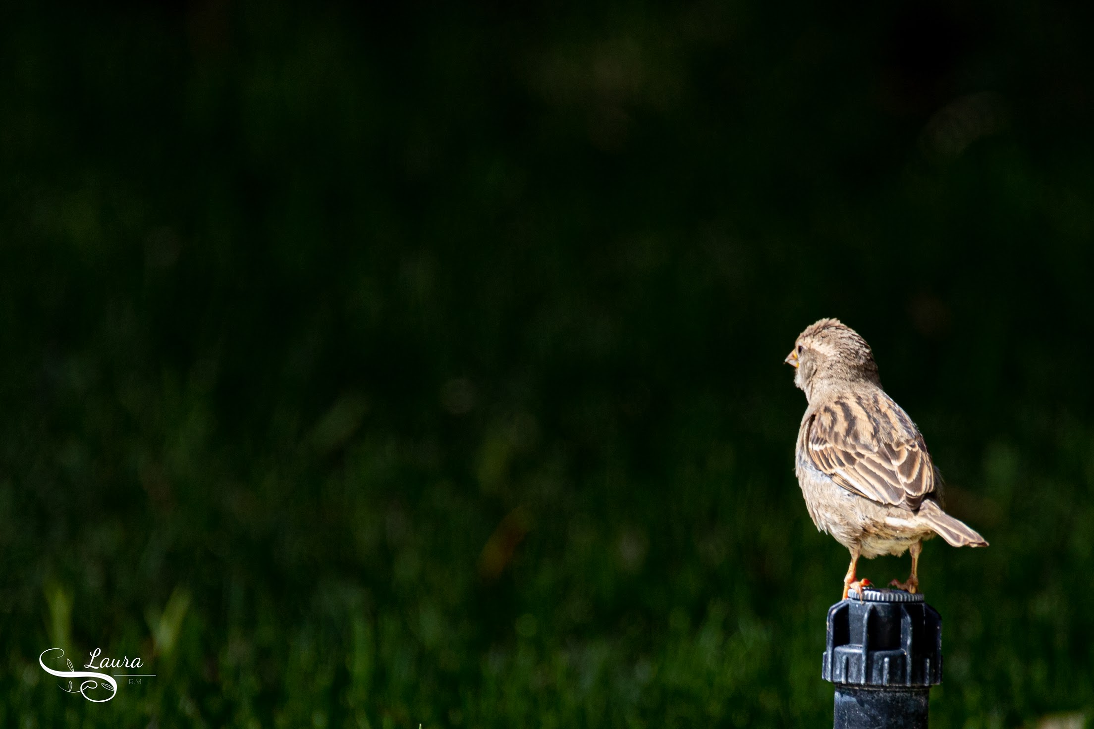 1E9174A2-AB5D-4A1E-B918-AAB6F8C34D21